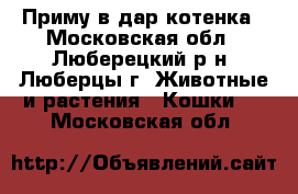 Приму в дар котенка - Московская обл., Люберецкий р-н, Люберцы г. Животные и растения » Кошки   . Московская обл.